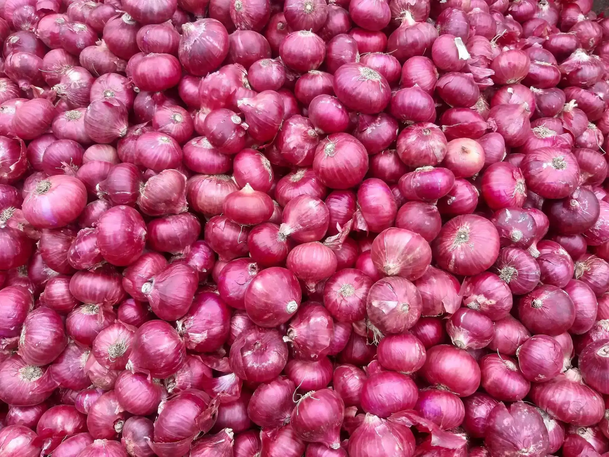 Red onion fresh – sourced from APEDA-registered supply, exporter India